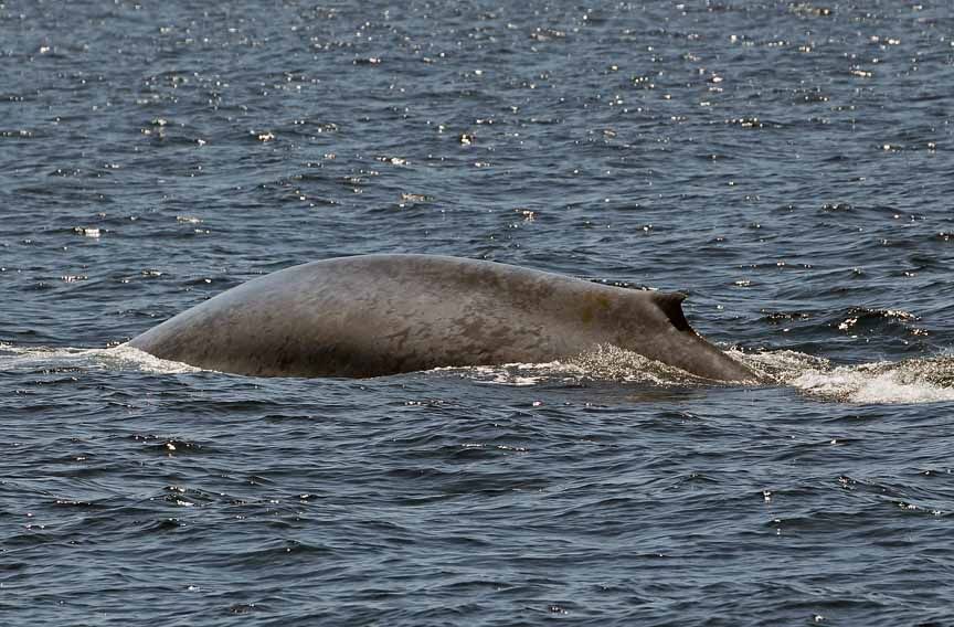 blue whale pictures