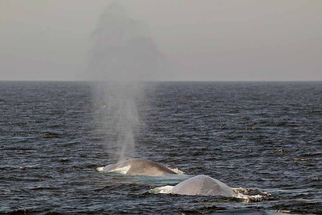 blue whale images