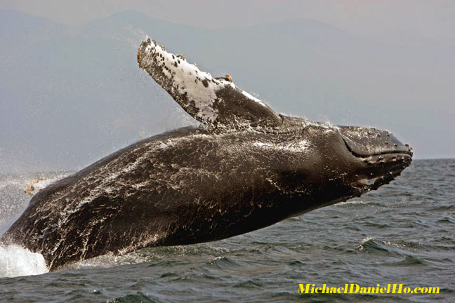 Humpback whale breaching