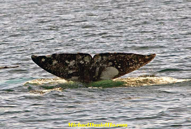 gray whale picture