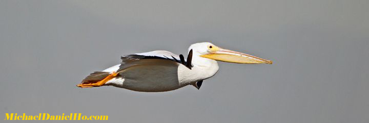 white pelican in flight