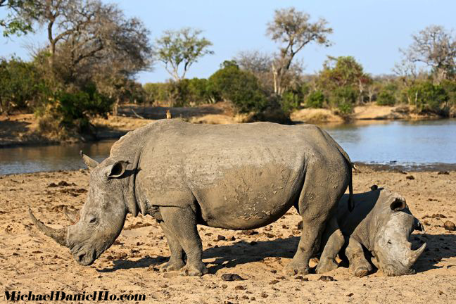 white rhino mom and calf in south africa