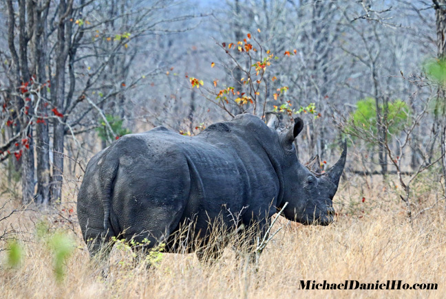 photo of white rhino