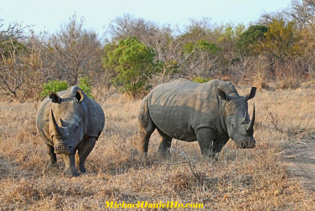 white rhino photos