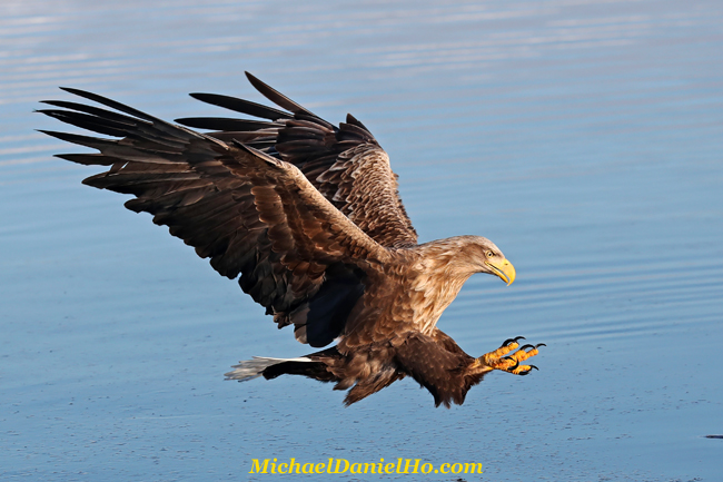 photo of White-tailed Eagle in flight in Hokkaido, Japan