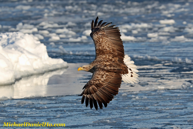 photo of White-tailed Eagle in flight in Hokkaido, Japan