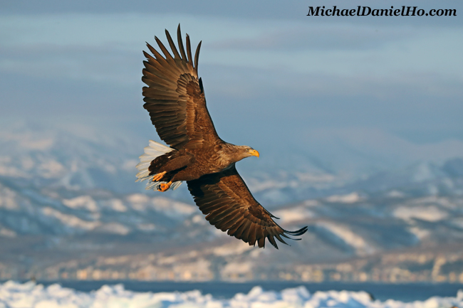 photo of White-tailed Eagle in flight in Hokkaido, Japan