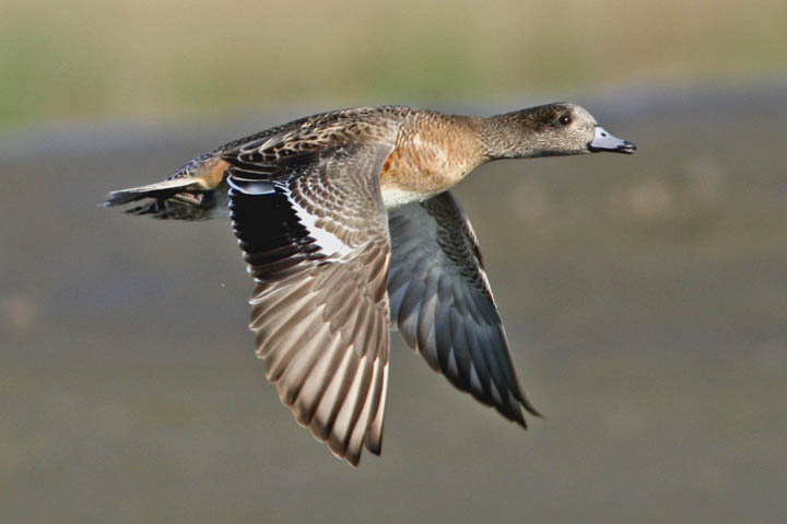 photo of american wigeon