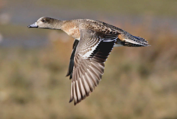 photo of american wigeon