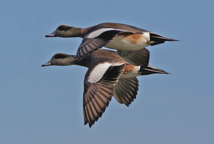 photo of american wigeon duck