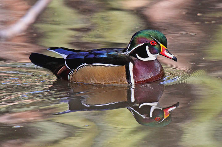 photo of wood duck