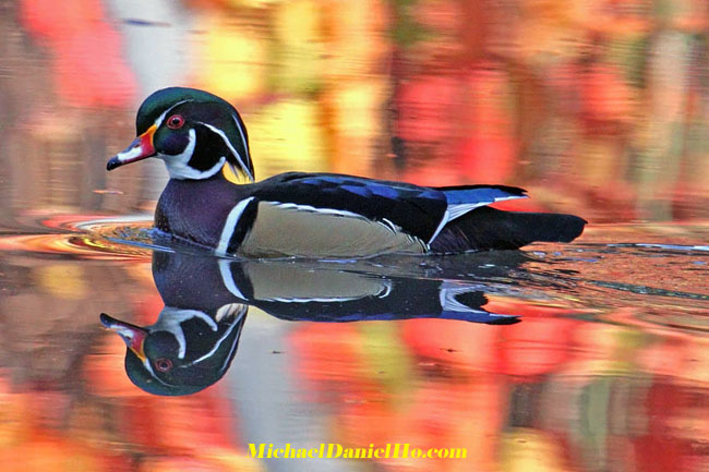 photo of wood duck