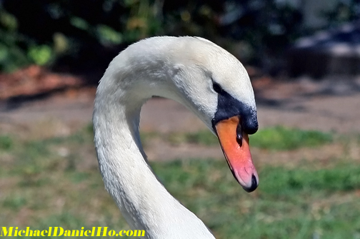 photo of mute swan